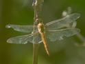 Pantala flavescens female.jpg